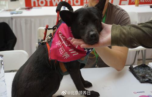 胡先煦与爱侣在长城上留下了甜蜜的吻照这个瞬间仿佛穿越了时空的界限成为了永恒的回忆他们的爱情故事如同长